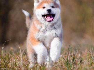 Erotikus videocsevegés Val309a